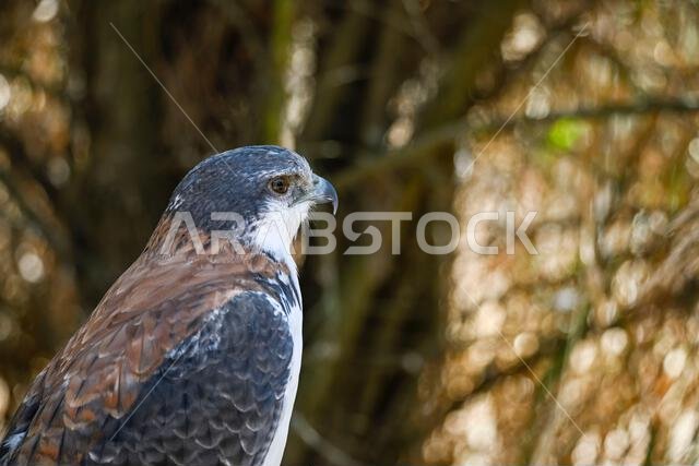Geranoaetus polyosoma or buteo polyosoma, is a species of accipitriforme bird in the family Accipitridae.