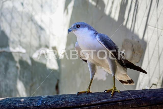 Geranoaetus polyosoma أو Buteo polyosoma (الاسم العلمي: Geranoaetus polyosoma) هو نوع من الطيور من فصيلة Accipitridae.