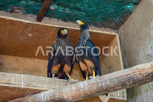 Phalcoboenus australis or Caracara australis, is a species of falconiform bird in the Falconidae family.