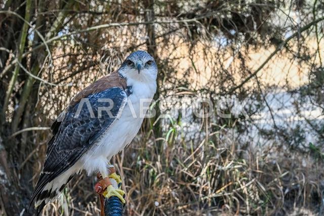 Geranoaetus polyosoma or buteo polyosoma, is a species of accipitriforme bird in the family Accipitridae.