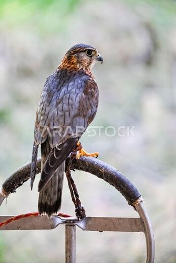 Falco columbarius or merlin is a species of falconiform bird in the Falconidae family.