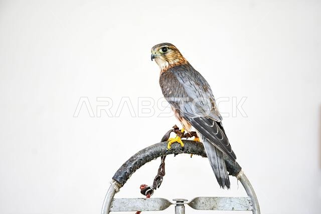 Falco columbarius or merlin is a species of falconiform bird in the Falconidae family.