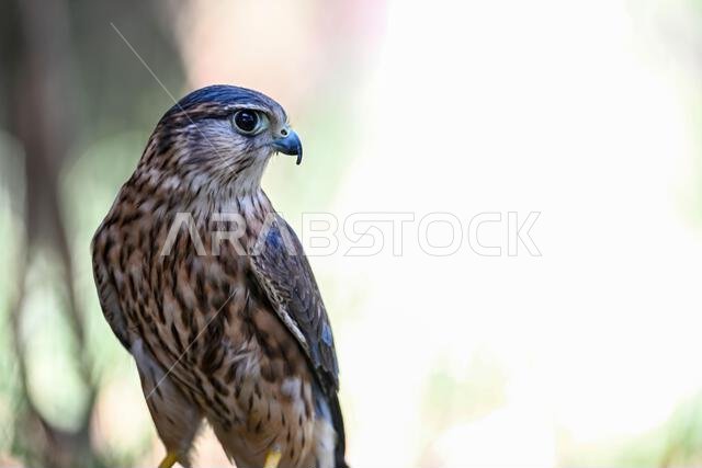 Falco columbarius or merlin is a species of falconiform bird in the Falconidae family.