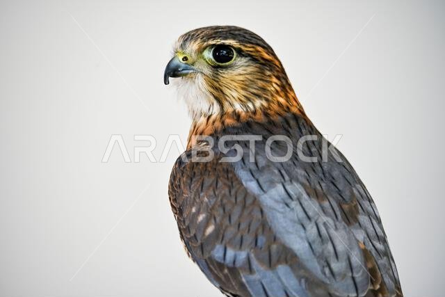 Falco columbarius or merlin is a species of falconiform bird in the Falconidae family.