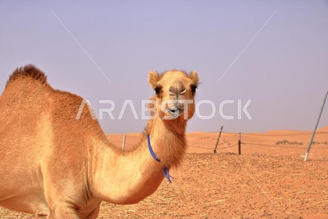 Image of camel in desert Wahiba in Oman