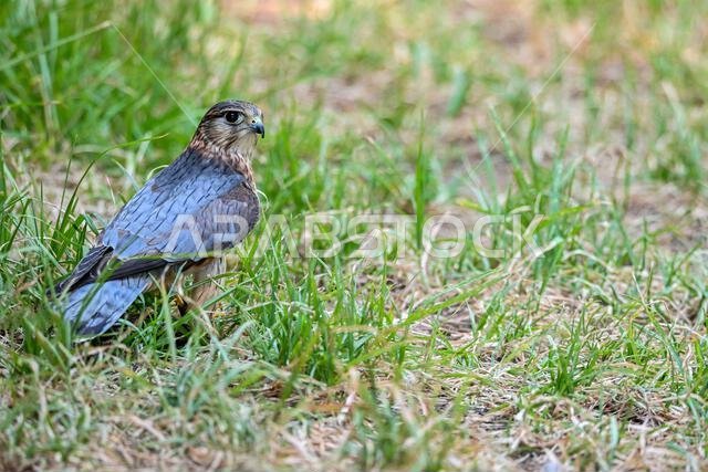 Falco columbarius or merlin is a species of falconiform bird in the Falconidae family.