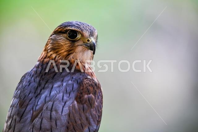 Falco columbarius or merlin is a species of falconiform bird in the Falconidae family.
