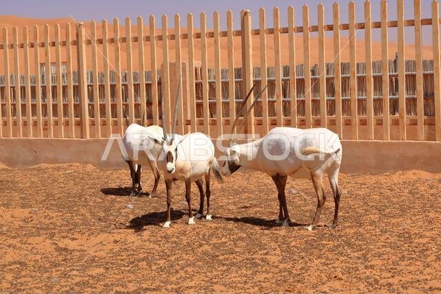 المها العربي يقف في مزرعة صحراوية في صحراء عُمان.