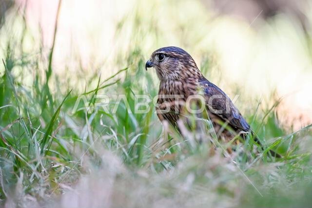 Falco columbarius or merlin is a species of falconiform bird in the Falconidae family.