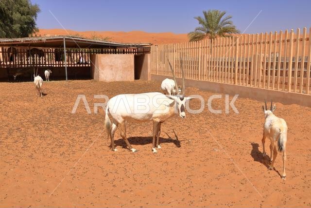 المها العربي يقف في مزرعة صحراوية في صحراء عُمان. المها العربي يقف في مزرعة صحراوية في صحراء عُمان.