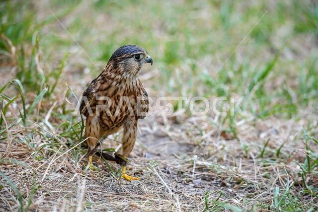 Falco columbarius or merlin is a species of falconiform bird in the Falconidae family.