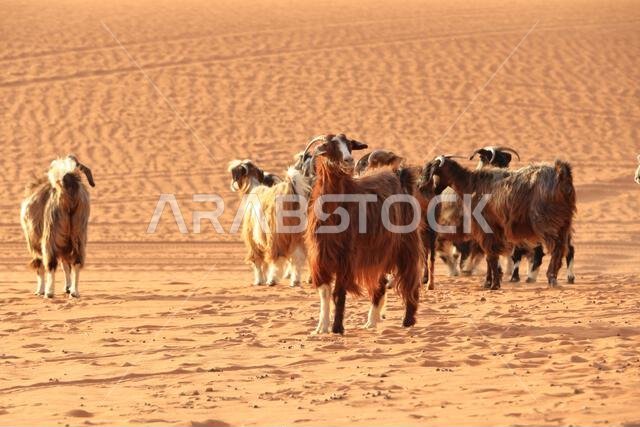 Goats fence under desert dunes wahiba sands in the Oman