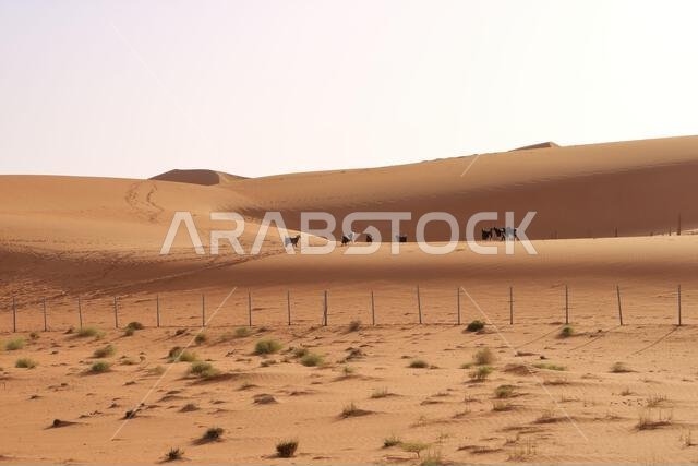 سياج الماعز تحت الكثبان الرملية في رمال وهيبة بسلطنة عمان