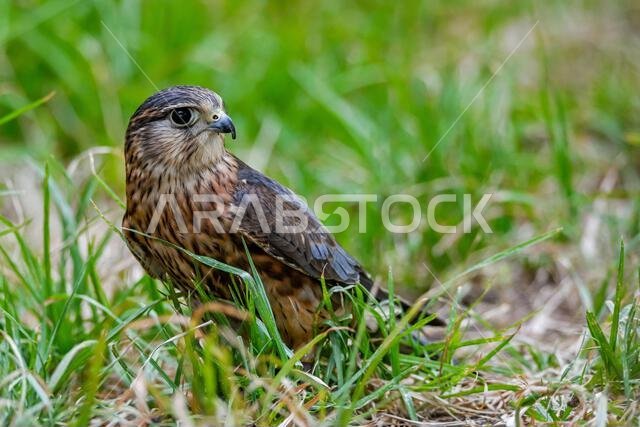 Falco columbarius or merlin is a species of falconiform bird in the Falconidae family.