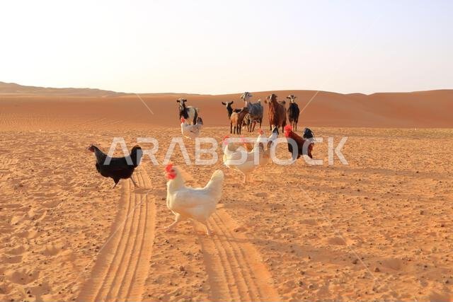 Goats and chickens fence under desert dunes wahiba sands in the Oman