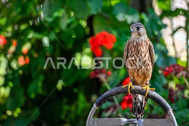 Falco columbarius or merlin is a species of falconiform bird in the Falconidae family.