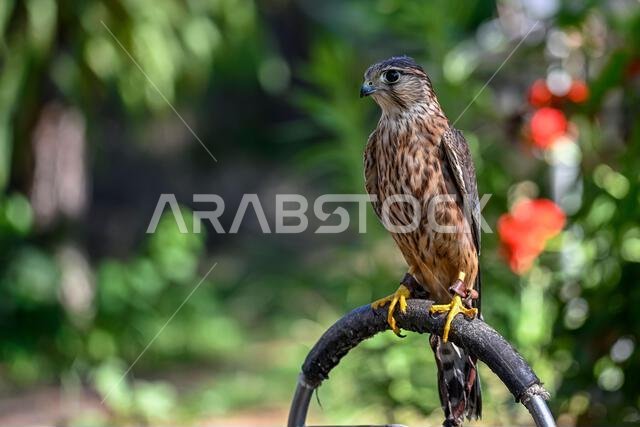 Falco columbarius or merlin is a species of falconiform bird in the Falconidae family.