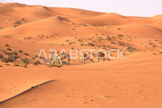 صورة لجمال في صحراء وهيبة بسلطنة عمان صورة لجمال في صحراء وهيبة بسلطنة عمان