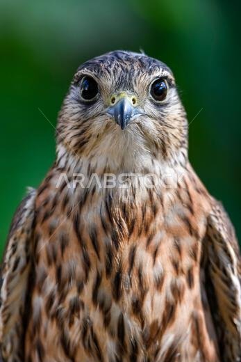 Falco columbarius or merlin is a species of falconiform bird in the Falconidae family.