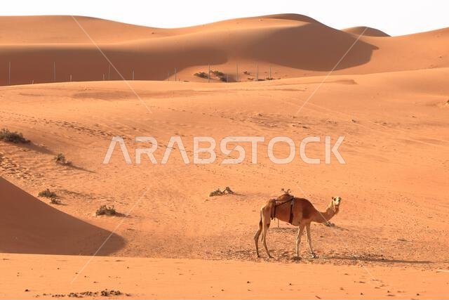 Image of camels in desert Wahiba in Oman