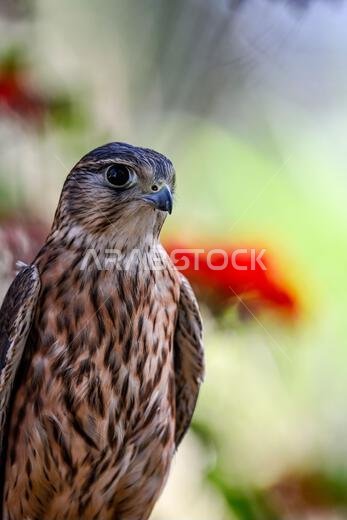 Falco columbarius or merlin is a species of falconiform bird in the Falconidae family.