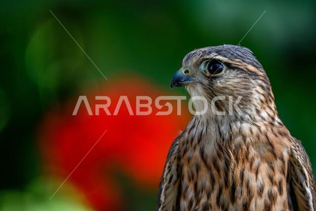 Falco columbarius or merlin is a species of falconiform bird in the Falconidae family.