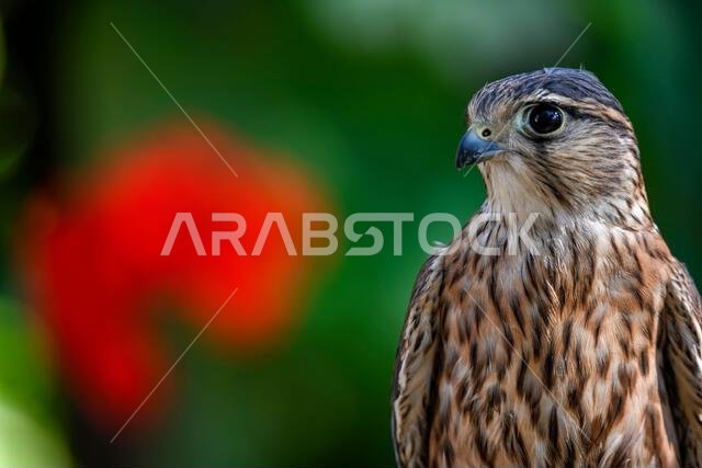 Falco columbarius or merlin is a species of falconiform bird in the Falconidae family.