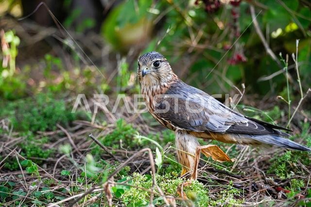 Falco columbarius or merlin is a species of falconiform bird in the Falconidae family.