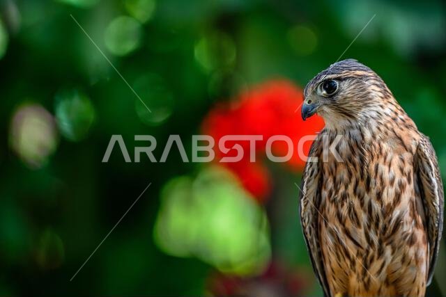 Falco columbarius or merlin is a species of falconiform bird in the Falconidae family.