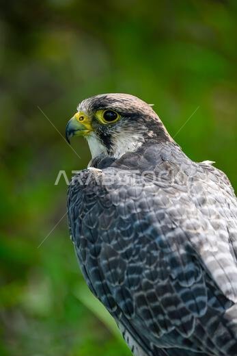 Falco biarmicus or borni falcon, barni or lanario is a species of falconiform bird in the Falconidae family.