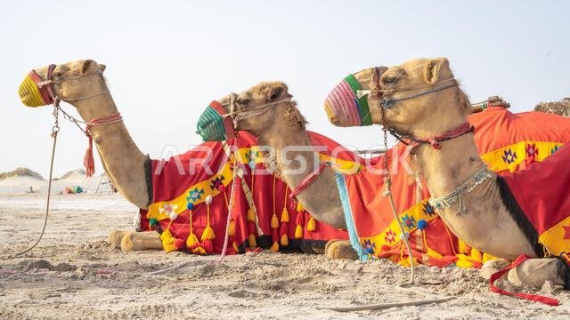 Camels with traditional dresses,waiting beside road for tourists for camel ride in Sea line, Qatar.