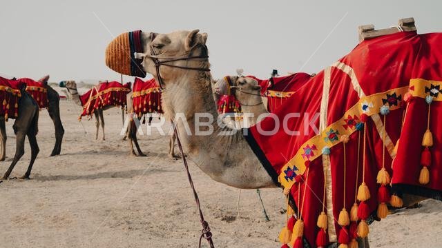 جمال ترتدي أزياء تقليدية، تنتظر السياح على جانب الطريق لركوب الجمال في سي لاين، قطر.