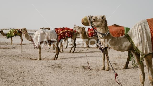 جمال ترتدي أزياء تقليدية، تنتظر على جانب الطريق السياح لركوب الجمال في سي لاين، قطر.