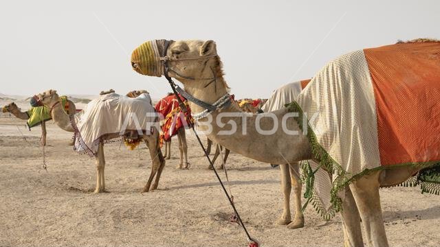 Camels with traditional dresses,waiting beside road for tourists for camel ride in Sea line, Qatar.