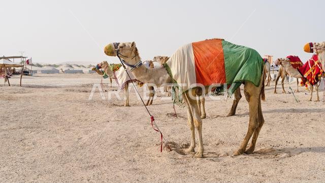 جمال ترتدي أزياء تقليدية، تنتظر على جانب الطريق السياح لركوب الجمال في سي لاين، قطر.