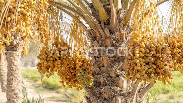 Plantation of date palms, agriculture industry in desert areas of the Middle East