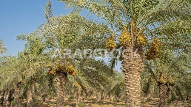 Plantation of date palms, agriculture industry in desert areas of the Middle East