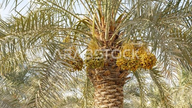 زراعة النخيل، الصناعة الزراعية في المناطق الصحراوية في الشرق الأوسط
