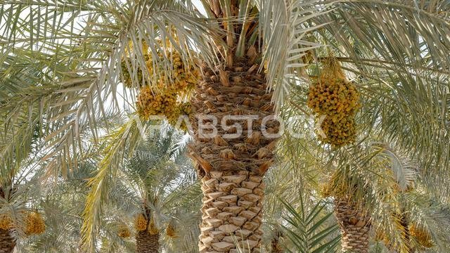 زراعة النخيل، الصناعة الزراعية في المناطق الصحراوية في الشرق الأوسط