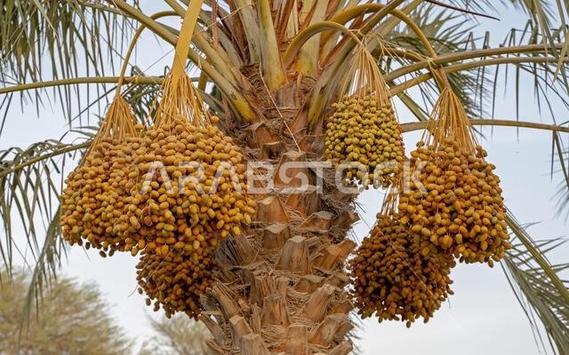 Plantation of date palms, agriculture industry in desert areas of the Middle East