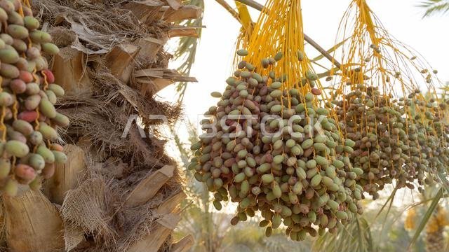 Plantation of date palms, agriculture industry in desert areas of the Middle East
