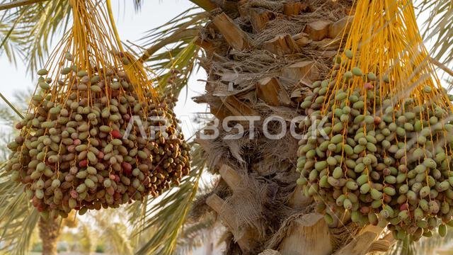 Plantation of date palms, agriculture industry in desert areas of the Middle East