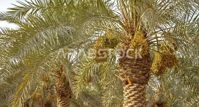 زراعة النخيل، الصناعة الزراعية في المناطق الصحراوية في الشرق الأوسط