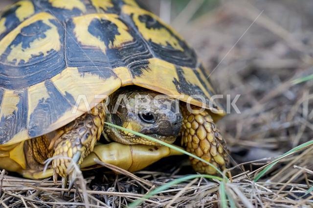 Photograph of a Greek tortoise in the wild.