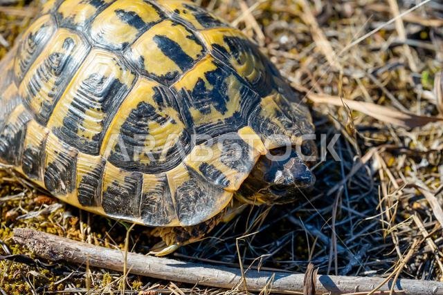 صورة لسلحفاة يونانية في بيئتها الطبيعية.
