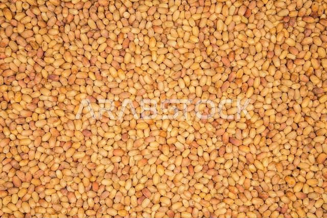 من ثمار تمور المدينة المنورة المملكة العربية السعودية عجوة صقعي صفاوي مجدول لبانا مبروم خضري عنبرة من ثمار تمور المدينة المنورة المملكة العربية السعودية عجوة صقعي صفاوي مجدول لبانا مبروم خضري عنبرة