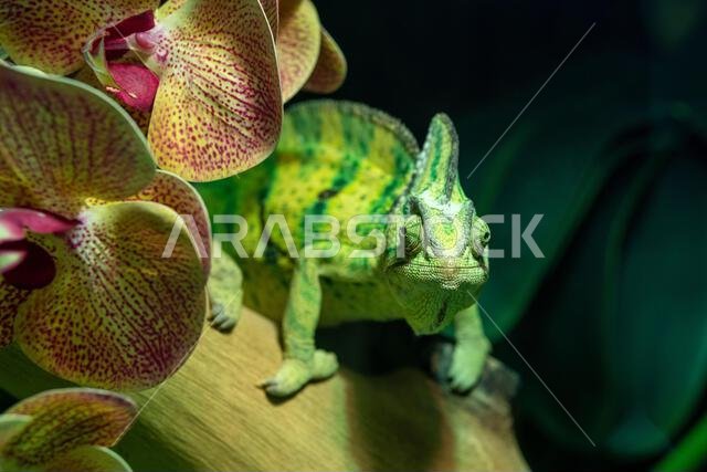 A veiled chameleon (Chamaeleo calyptratus) close up or cone-head chameleon and Yemen chameleon walking forward