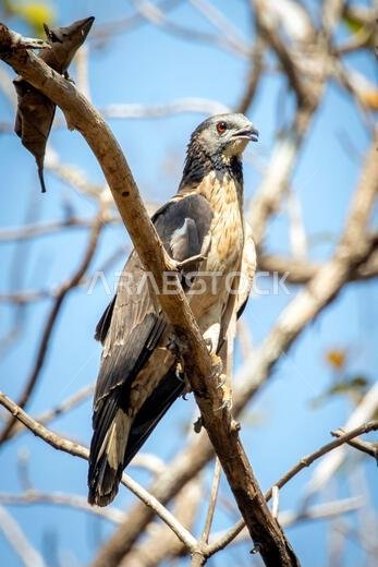 Image of oriental honey buzzard bird on a tree branch on nature background. Hawk. Animals.