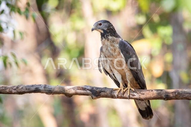 Image of oriental honey buzzard bird on a tree branch on nature background. Hawk. Animals.
