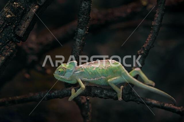 حرباء مقنّعة، Chamaeleo calyptratus، من الحدود بين اليمن والمملكة العربية السعودية. سحلية على شجرة في بيئتها الطبيعية. حرباء في الليل. حرباء مقنّعة، Chamaeleo calyptratus، من الحدود بين اليمن والمملكة العربية السعودية. سحلية على شجرة في بيئتها الطبيعية. حرباء في الليل.